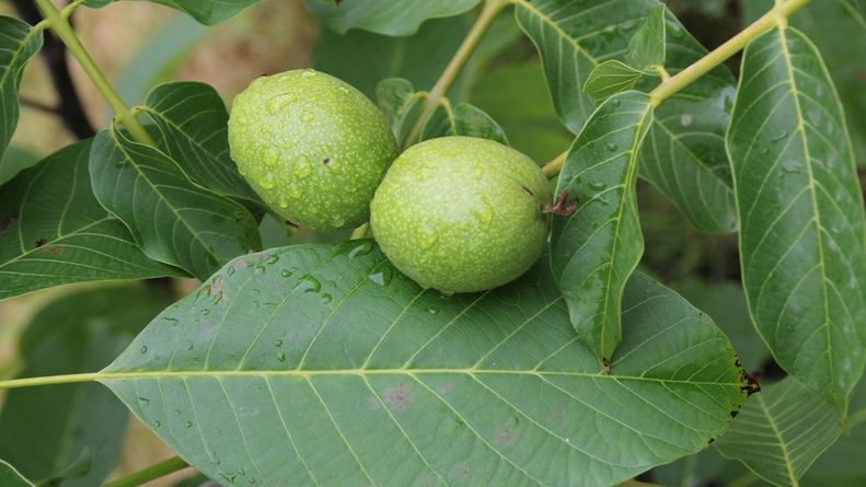 WITTENSTEIN Weltgarten gew?hnlicher Nussbaum